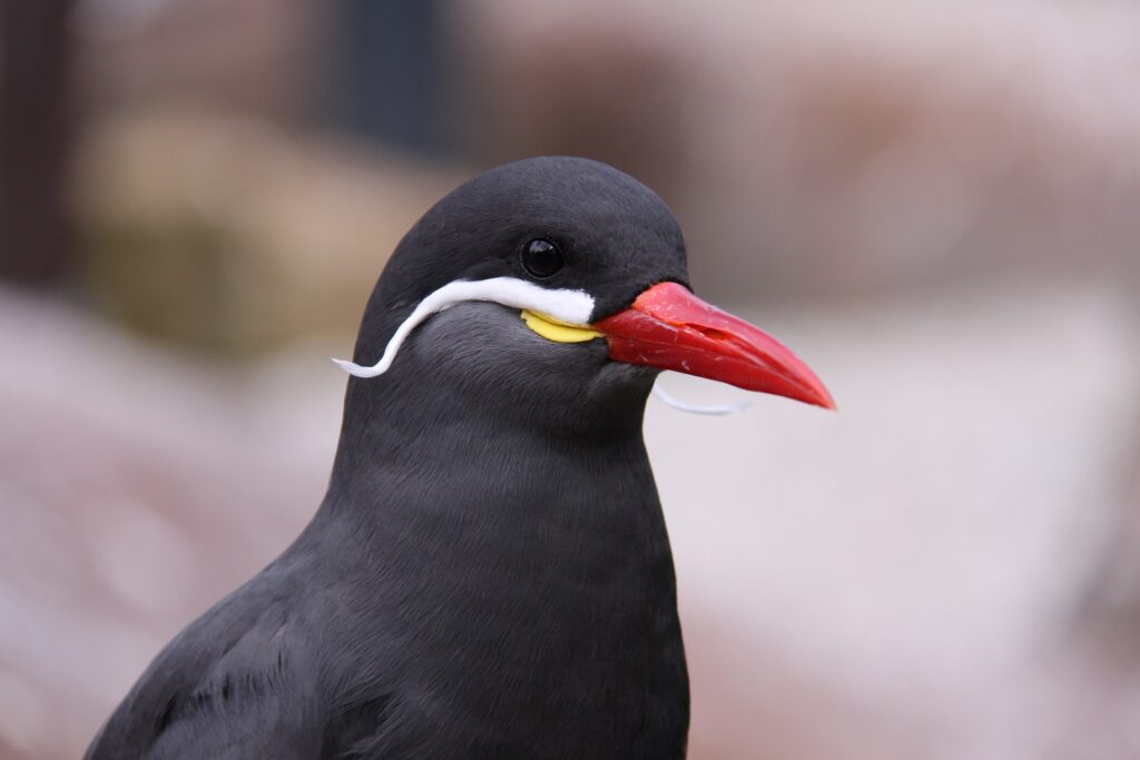 Inca tern (Photo Credit: Kabomani-Tapir from Pixabay) 