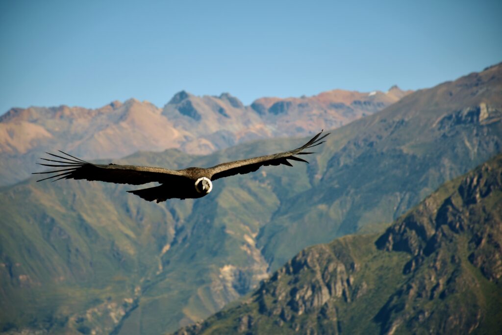 Andean Condor in Colca Canyon, Chivay, Peru (Photo Credit: Jean Vella on Unsplash)