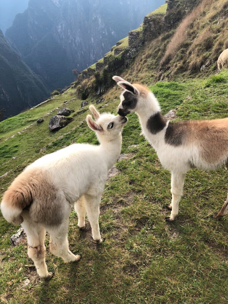 Young llamas on a mountain top (Photo Credit:  Yuvy Dhaliah on Unsplash)
