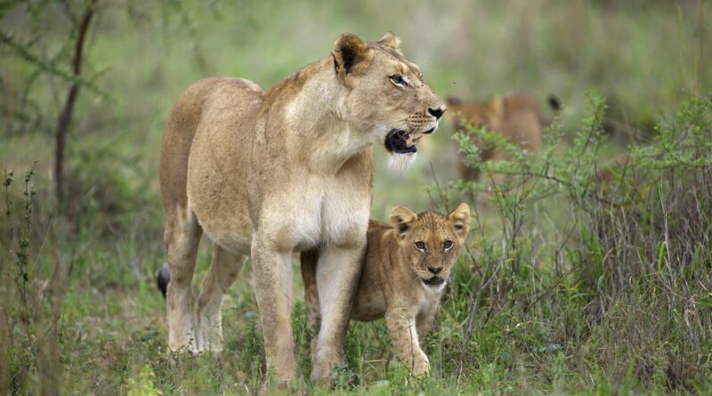 Lioness and cub near the Kapama River Lodge