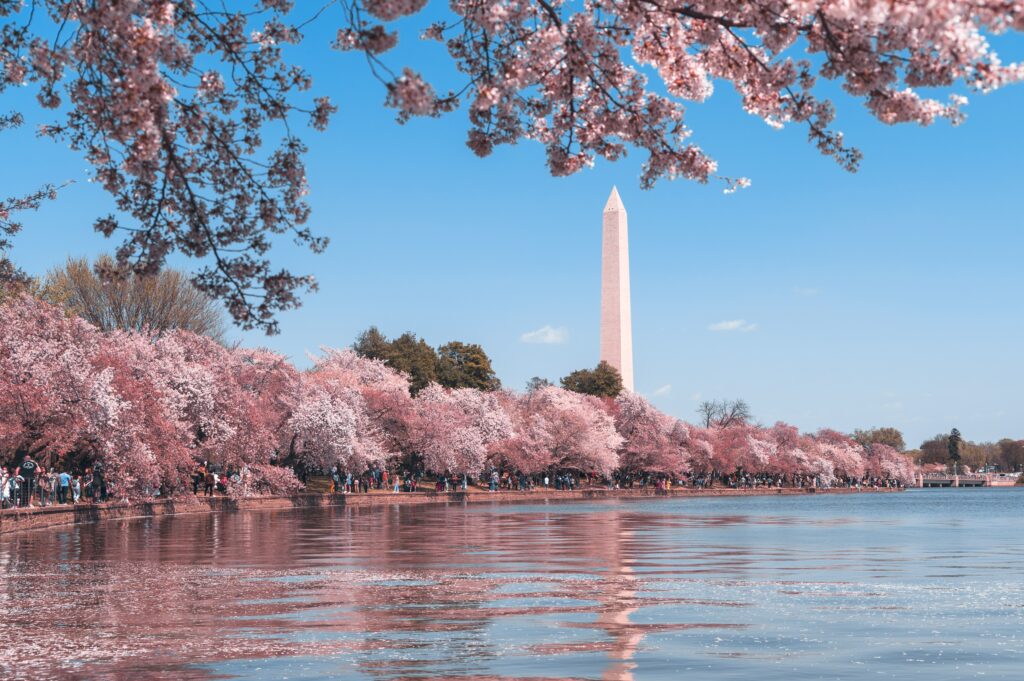 Cherry blossoms with the Washington Monument in the background.