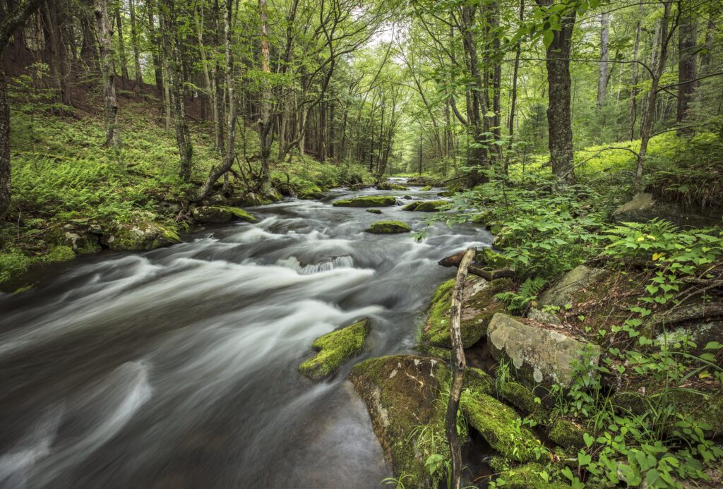 Black Lake Creek (Photo Credit: Chapin Estate)