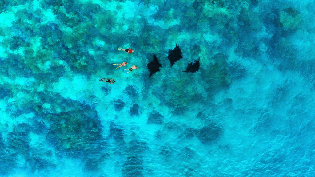 Aerial drone shot of group of manta-rays swimming with friends. (Photo Credit: Tourism Fiji)