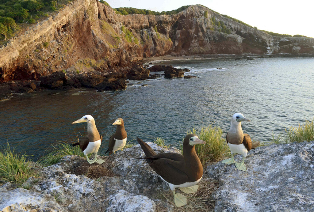 Birdwatching on Isla Isabel (Photo Credit: Riviera Nayarit)