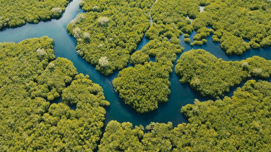 Aerial of the Mangrove Forest on Siargao Islands (Photo Credit: Philippines Department of Tourism)