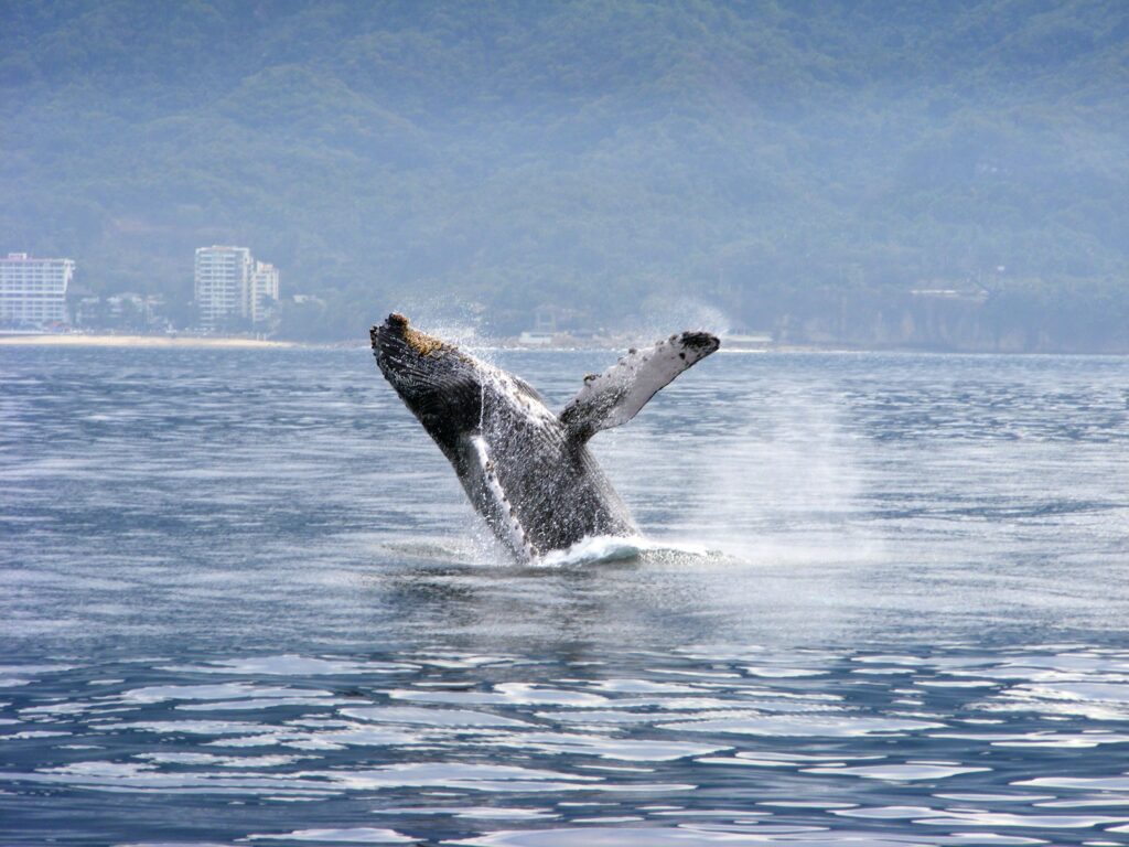 Whale in Banderas Bay (Photo Credit: Riviera Nayarit)