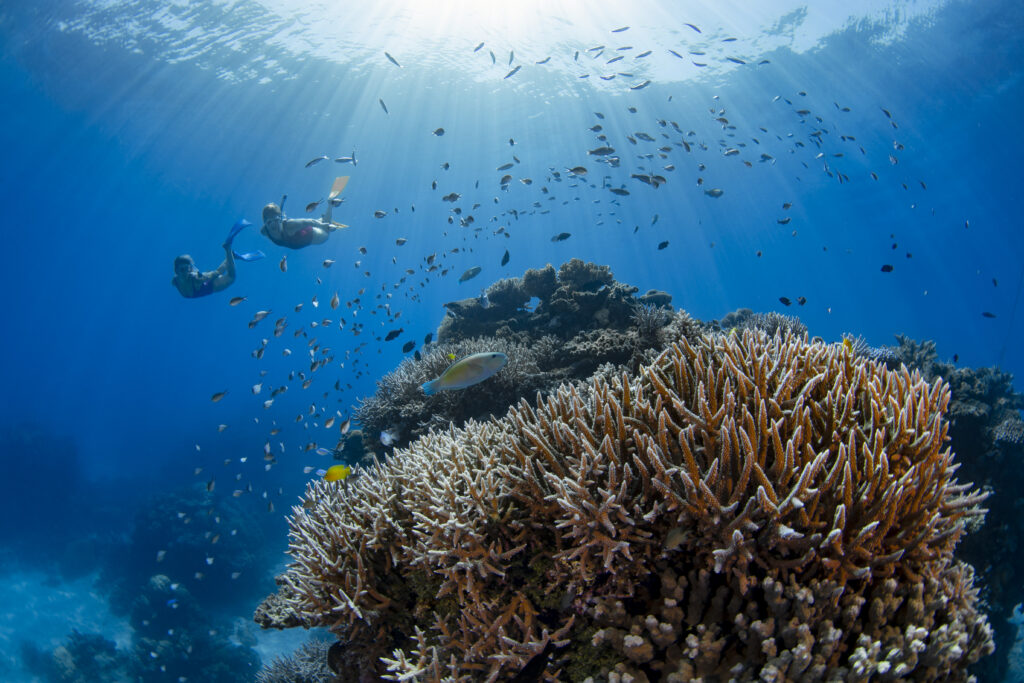 Flynn Reef, Cairns, Queensland (Photo Credit: Tourism & Events Queensland)