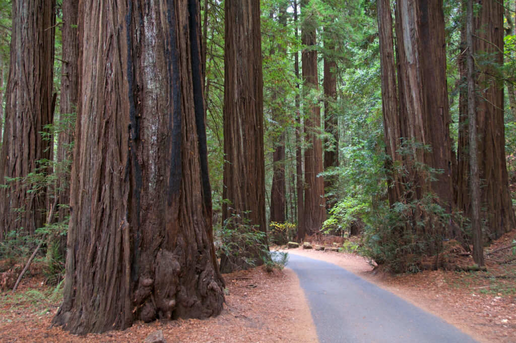 Armstrong Redwoods State Natural Reserve (Photo Credit: Sonoma County Tourism)