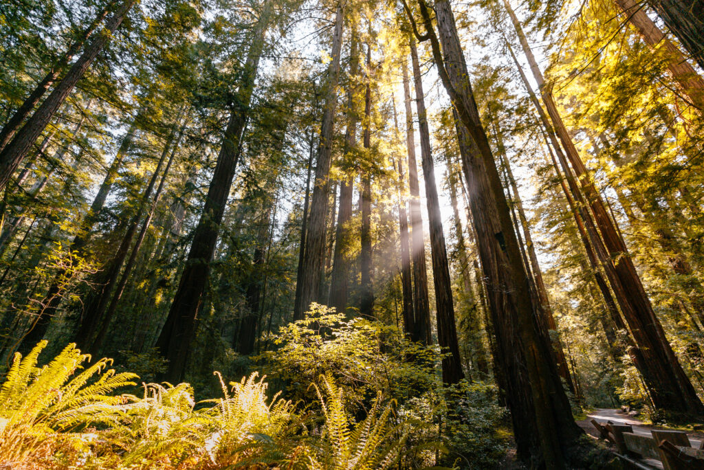 Armstrong Redwoods State Natural Reserve (Photo Credit: Sonoma County Tourism)