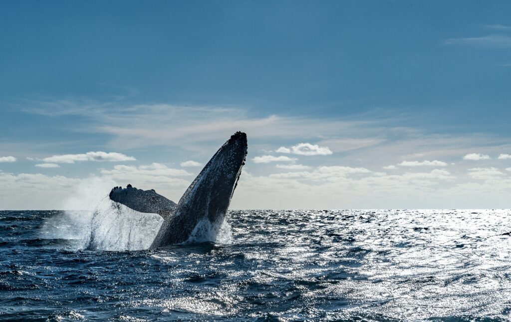 Whale watching in Cabo San Lucas, Mexico (Photo Credit: Luis Curiel from Pixabay)