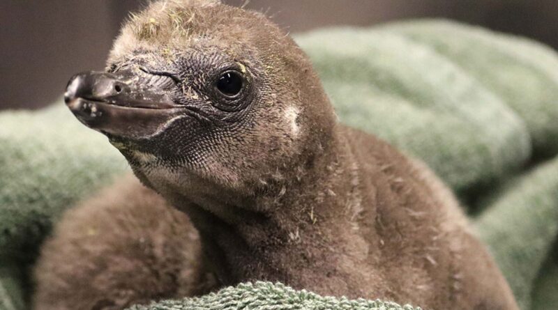 Gay male penguin parent a Humboldt chick (Photo Credit: Rosamond Gifford Zoo)