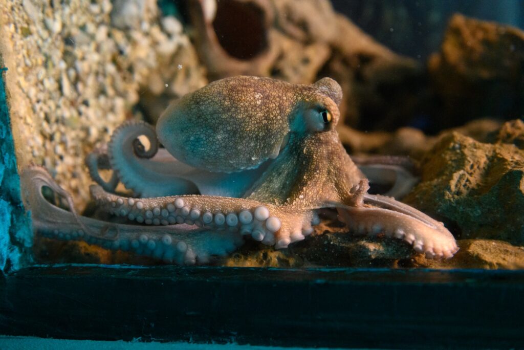 Octopus (Photo Credit Corfu Aquarium)