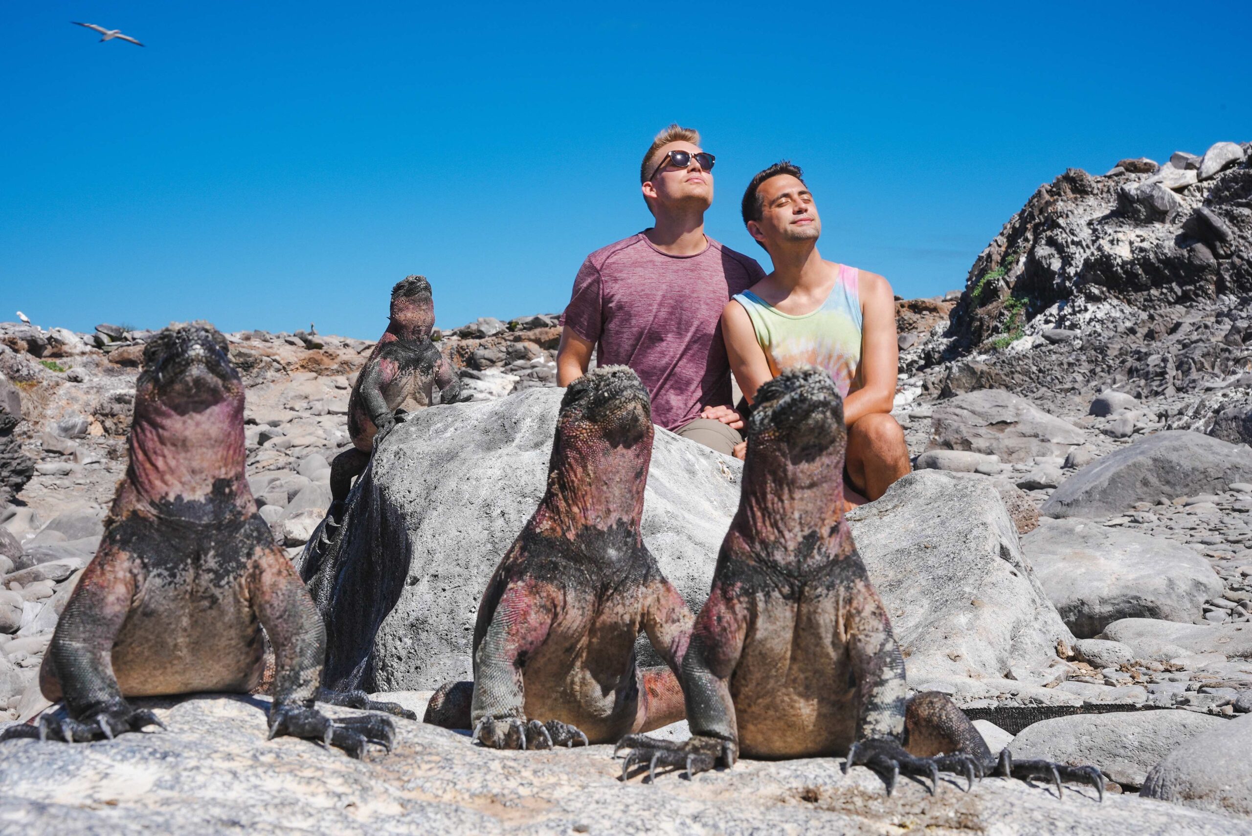 Marine Iguanas on Española Island (Photo Credit: David Ballesteros for Hurtigruten Expeditions)