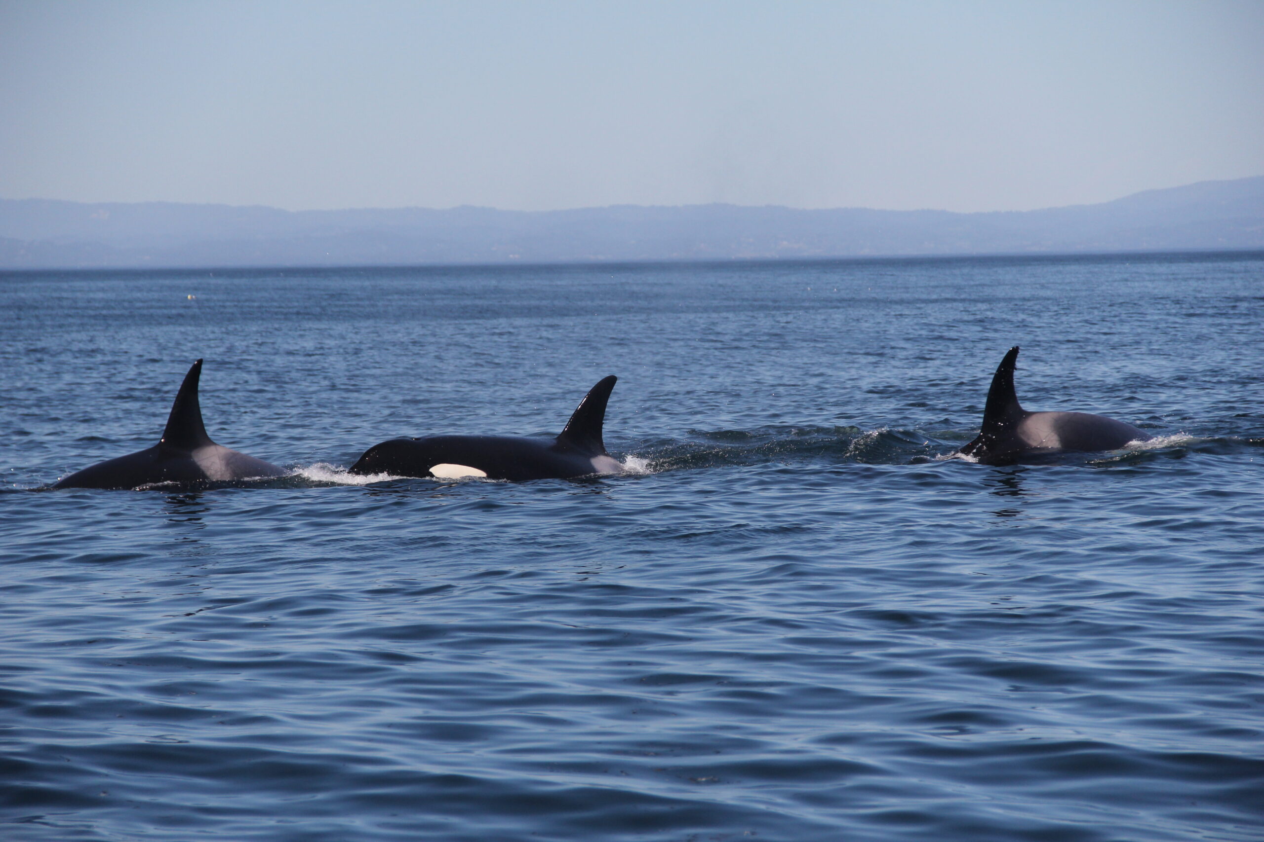 Orca family in Monterey Bay (Photo Credit: SeeMonterey.com)