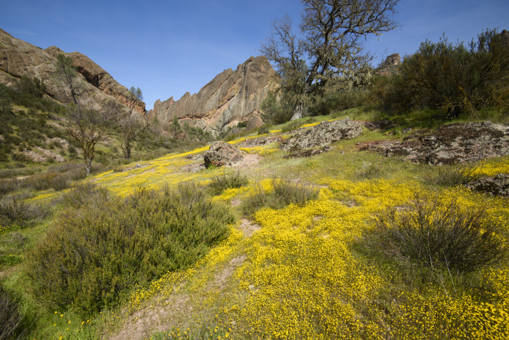 Wildflowers (Photo Credit: Michael Troutman / www.dmtimaging.com)