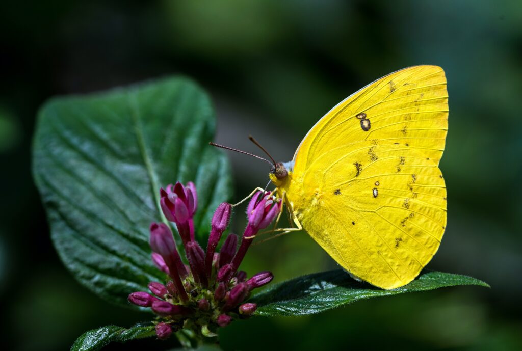 Australian Butterfly Sanctuary (Photo Credit: David Clode on Unsplash)