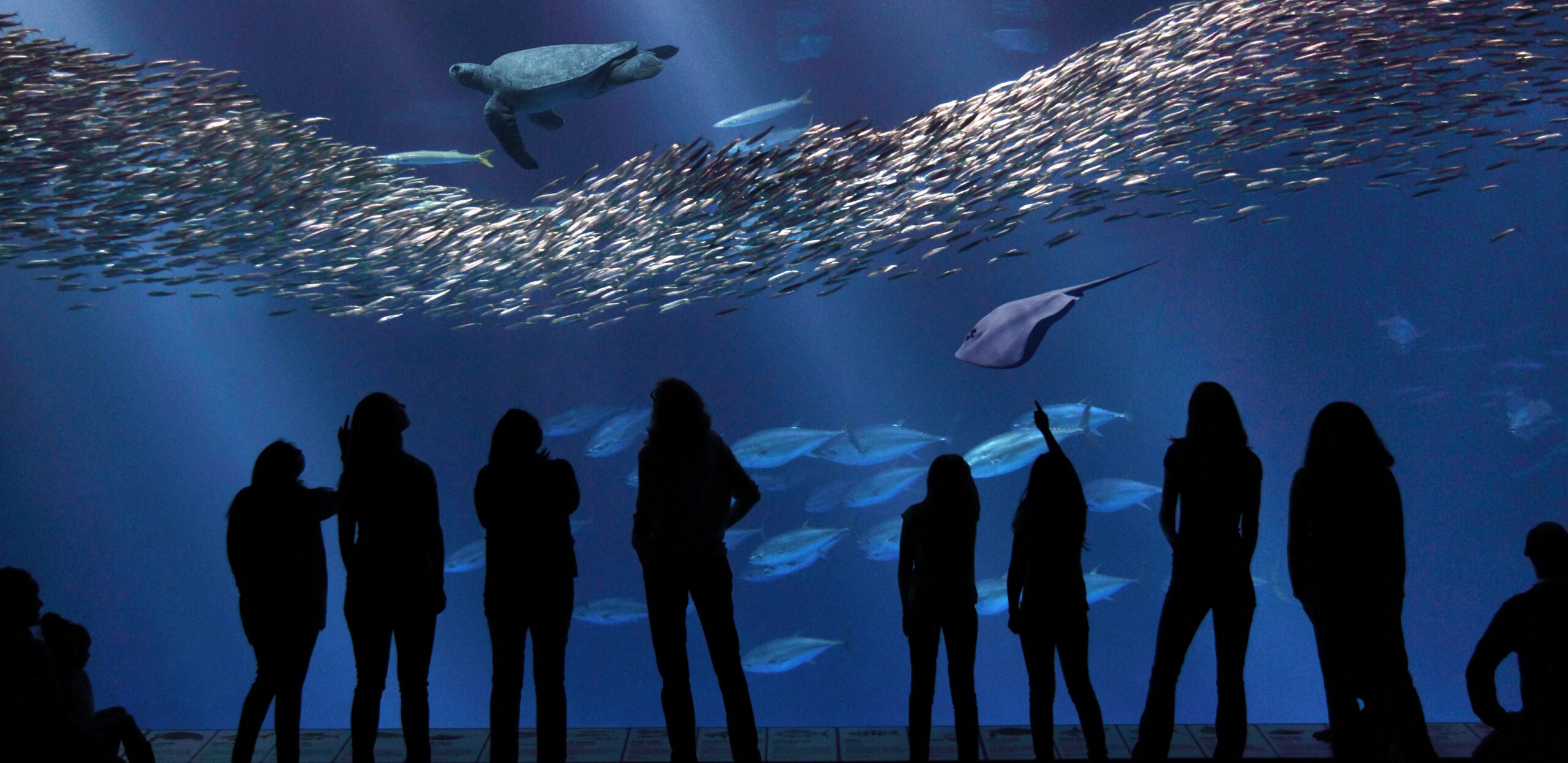 Open Sea Exhibit at the Monterey Aquarium (Photo Credit: SeeMonterey.com)