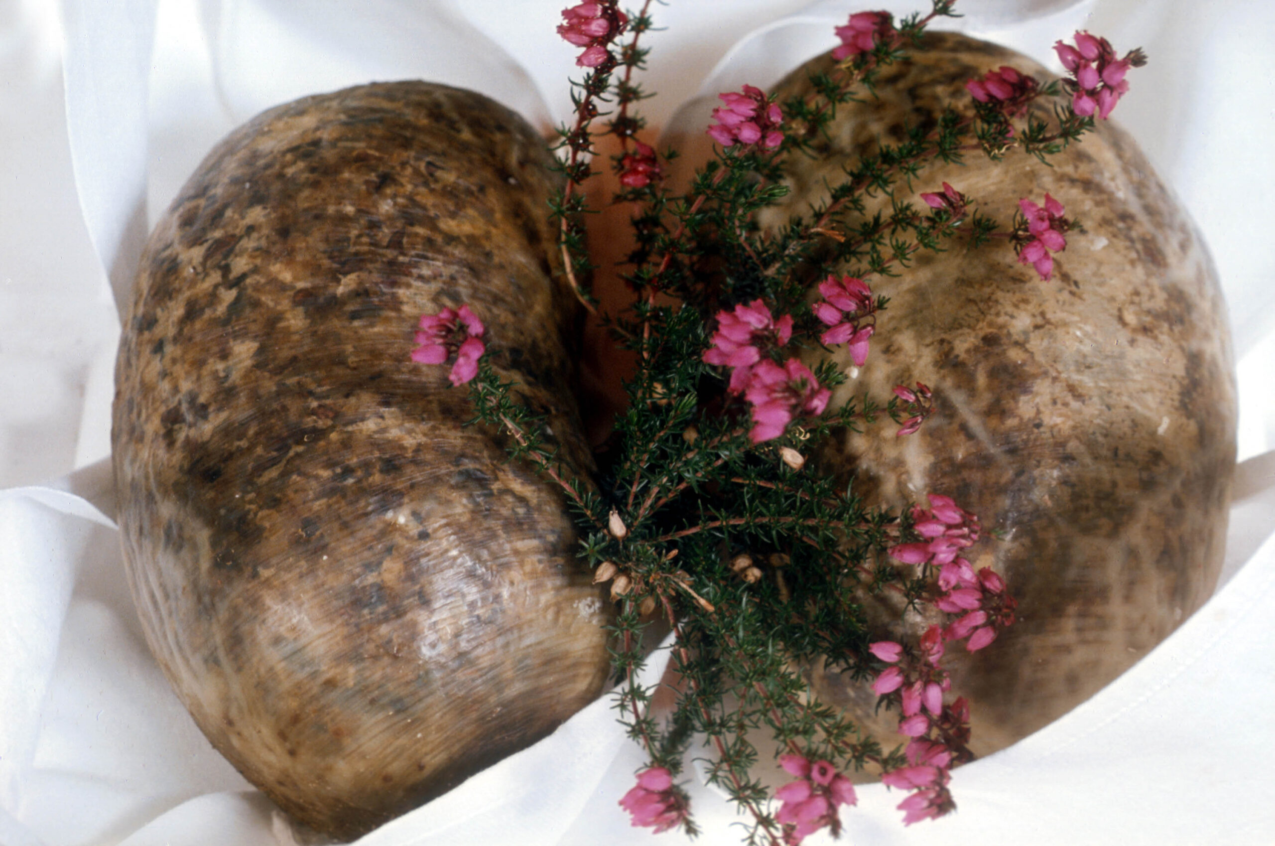 Uncooked Haggis with a sprig of heather (Photo Credit: Scottish Viewpoint)