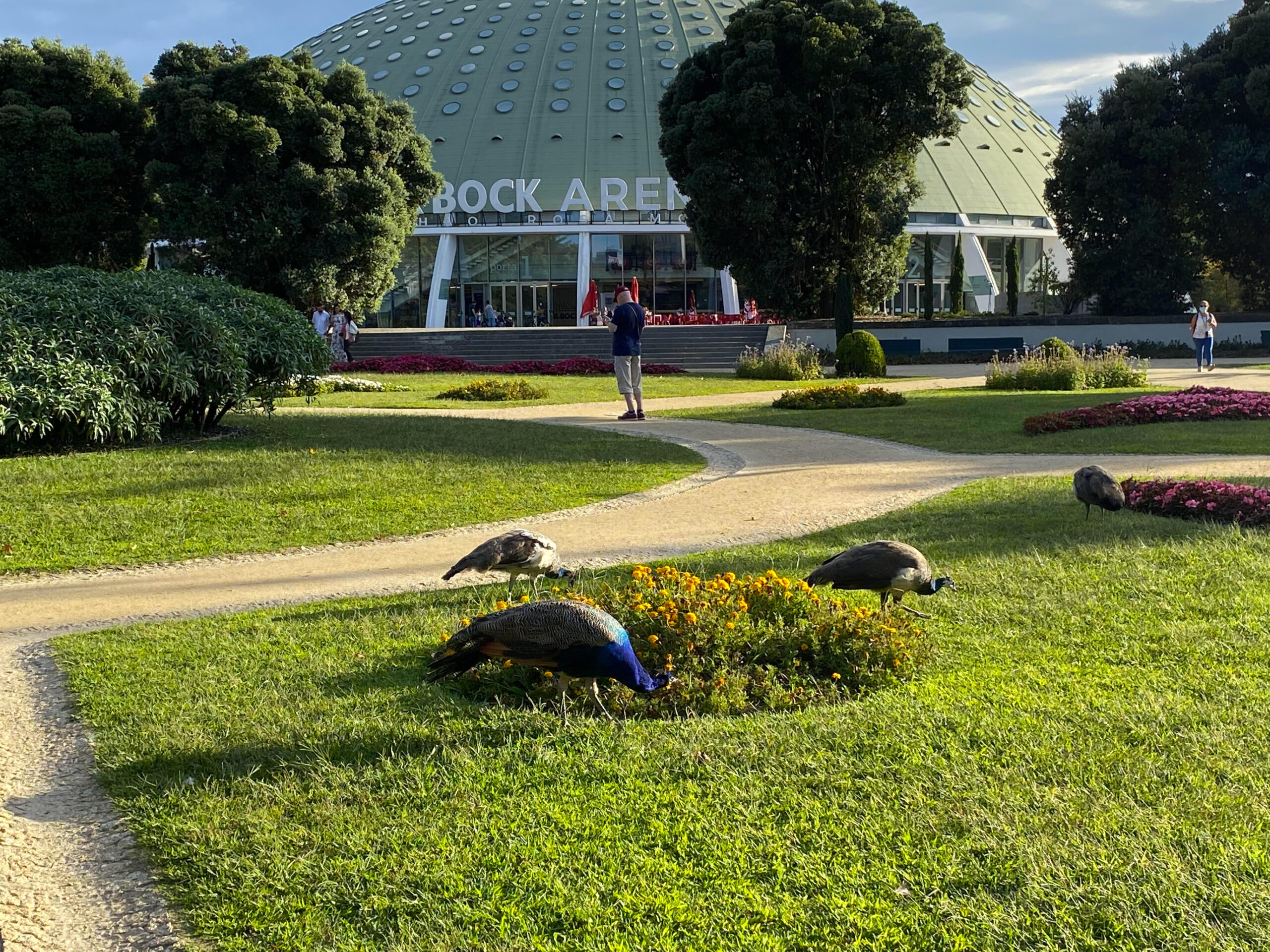 Peacocks at Jardins do Palácio de Cristal (Photo Credit: Sophie Guimaraes) 