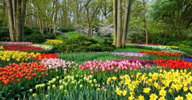 Visit Keukenhof for the Perfect Springtime Getaway