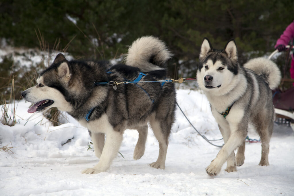 Two Malamute sled dogs pulling a sled at a sledding competition in ScotlandMore sled dogs (Photo Credit: Gannet77 / iStock)