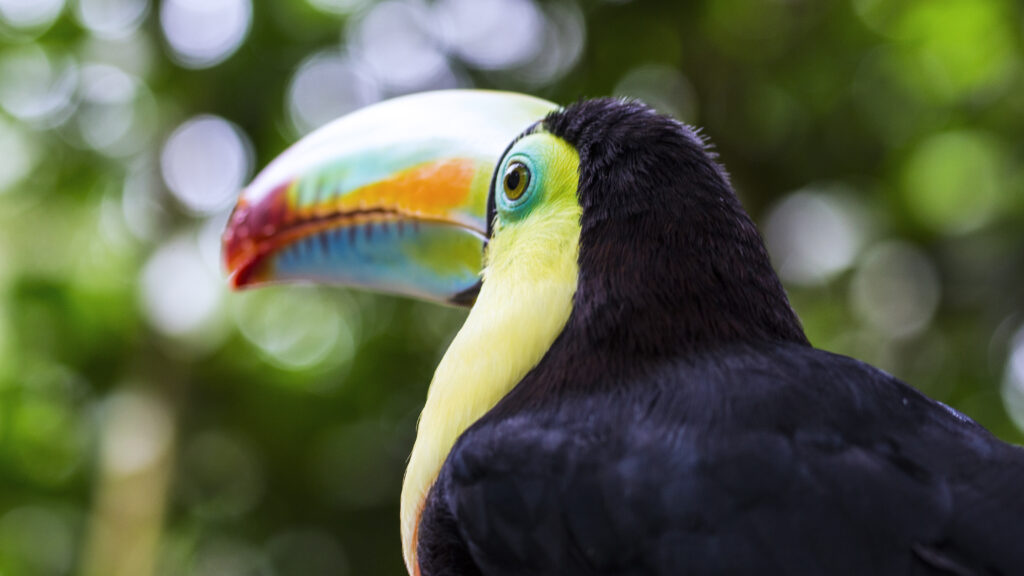 Yellow-Throated Toucan