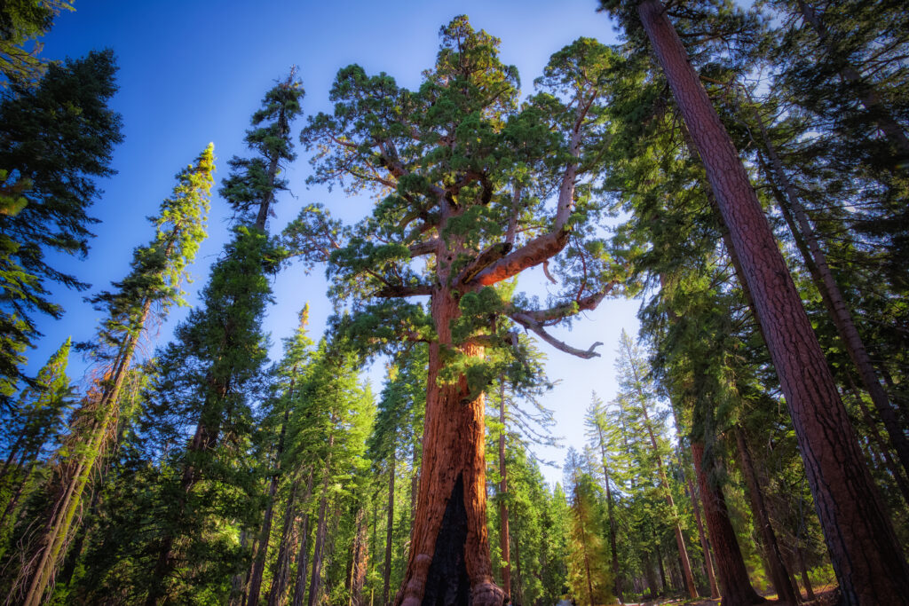 Grizzly Giant in Mariposa Grove at Yosemite National Park (Photo Credit: Bartfett / iStock)