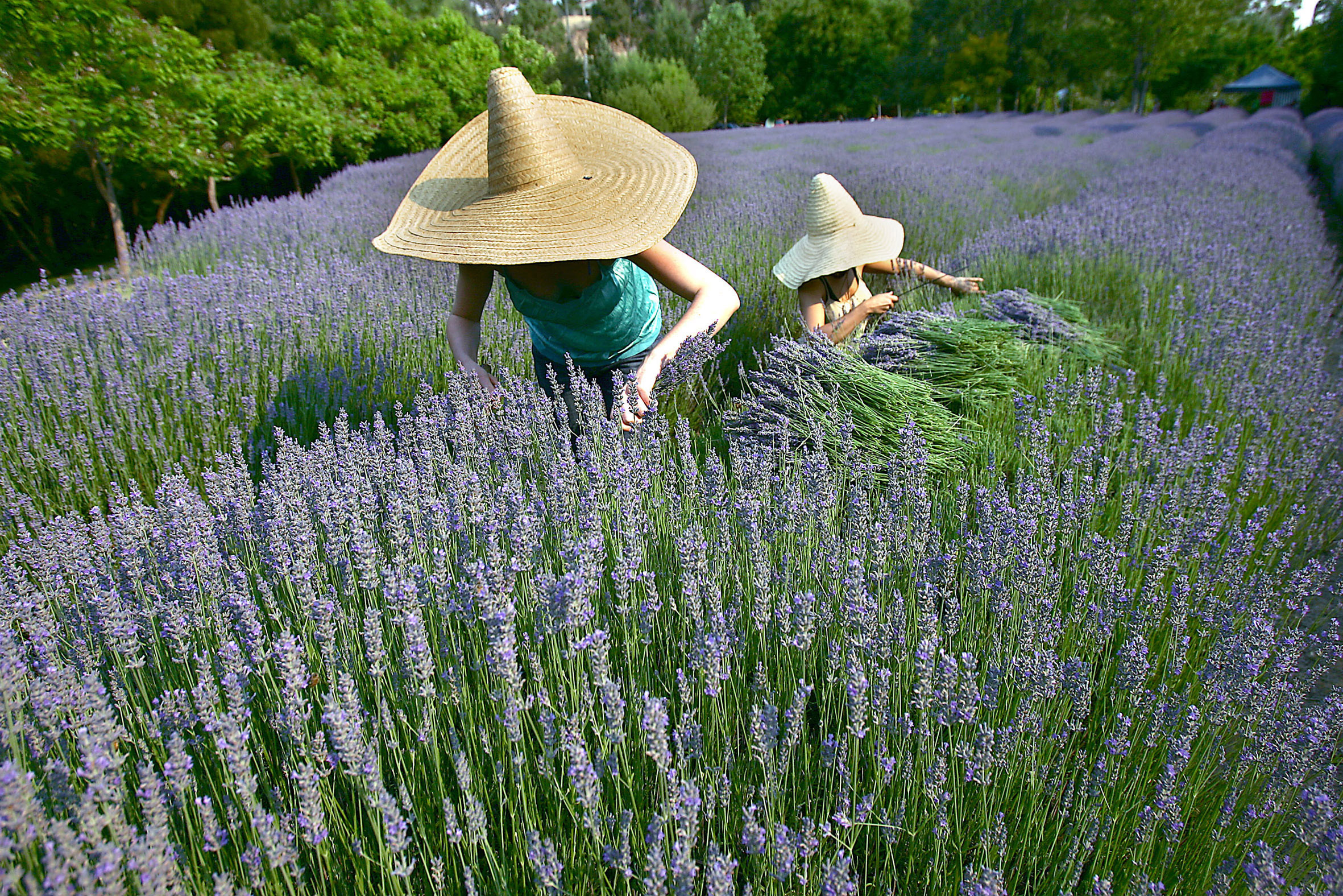 (Photo Credit: Lavandula Swiss Italian Farm)