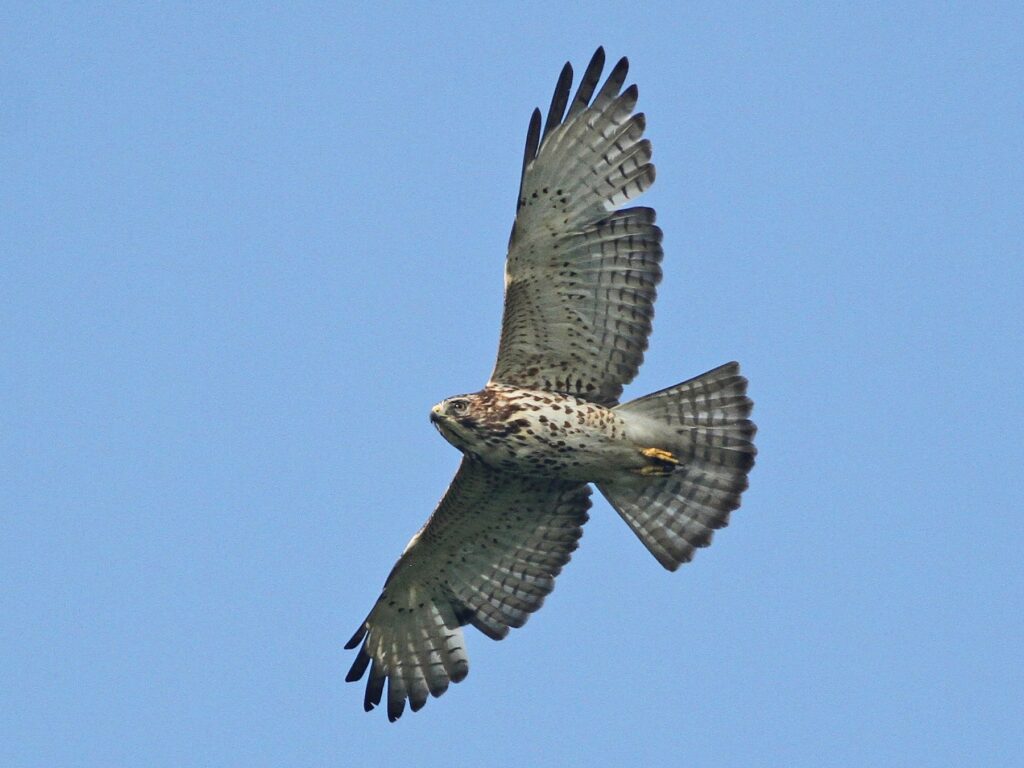 Broad-Winged Hawk