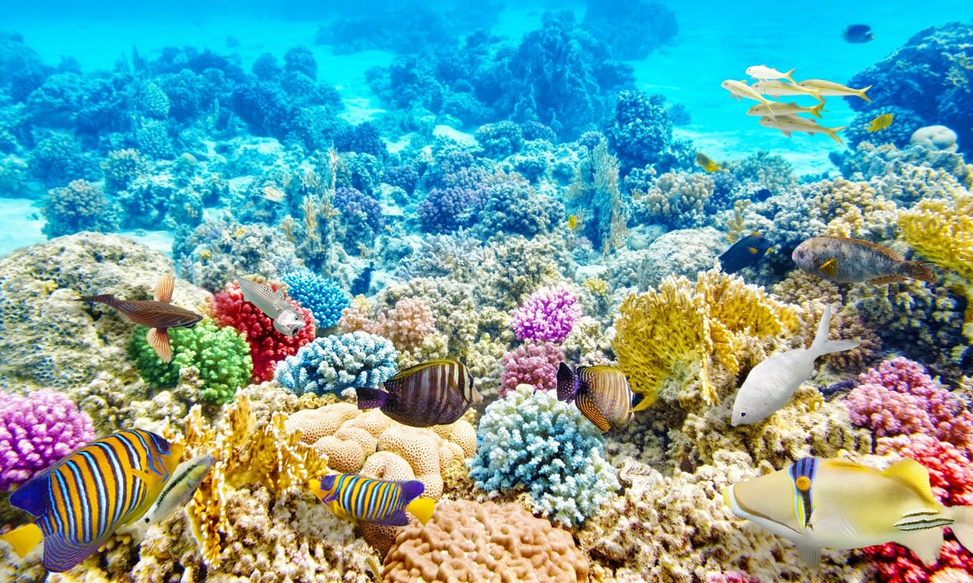 (Photo Credit: Tubbataha Reefs Natural Park)