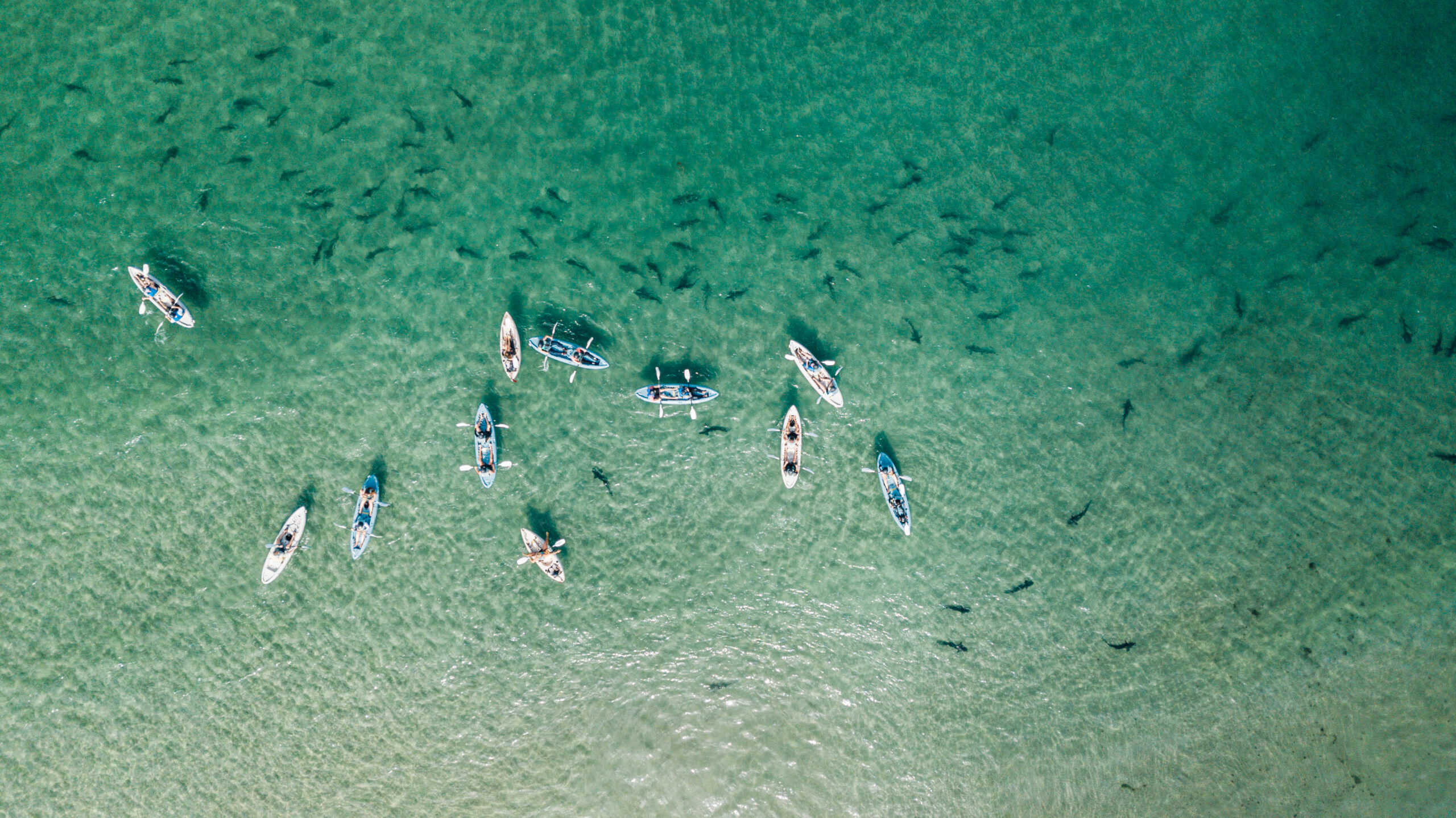 Kayaking Tour (Photo Credit: Everyday California)