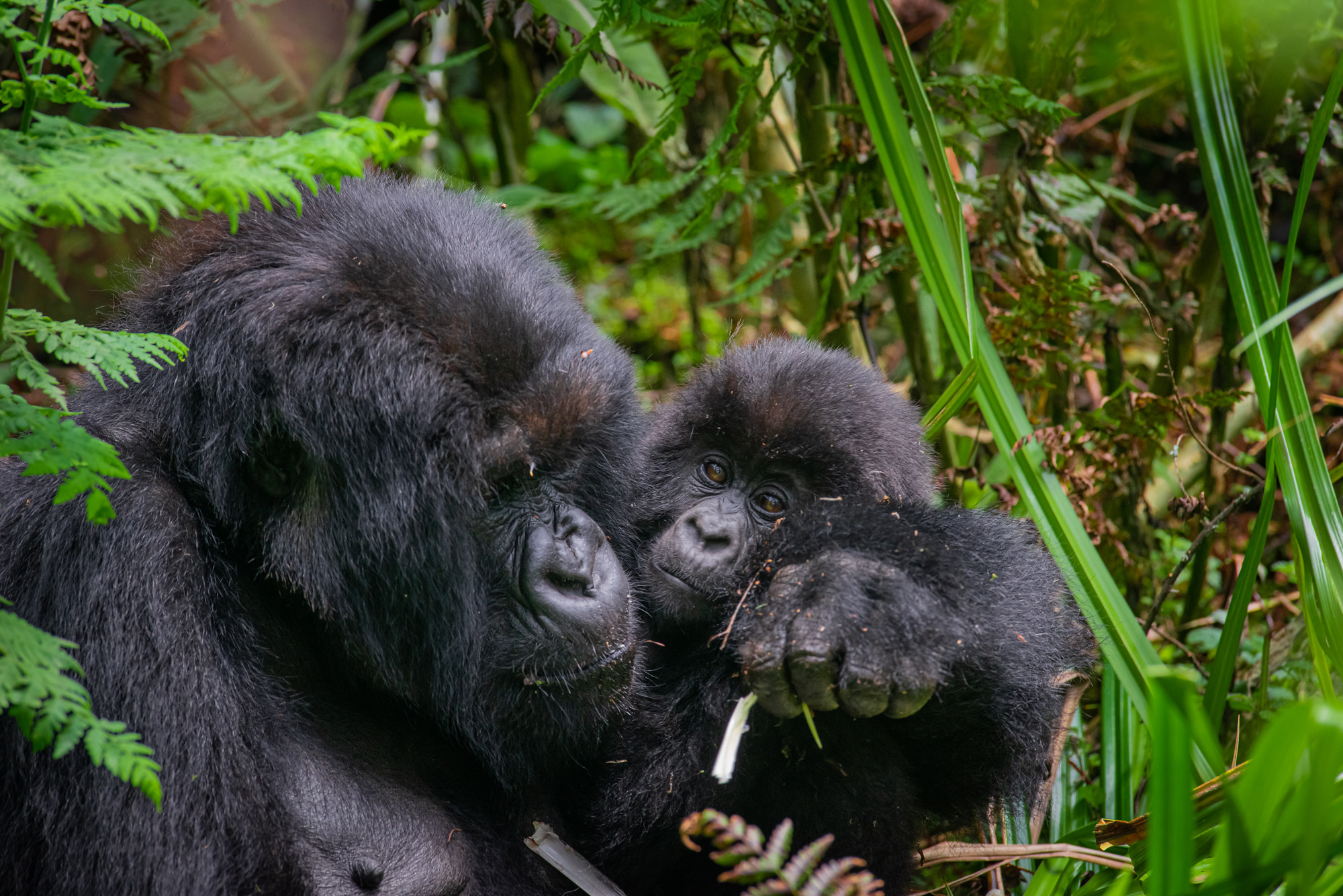 Imbaduko (Photo Credit: Visit Rwanda)