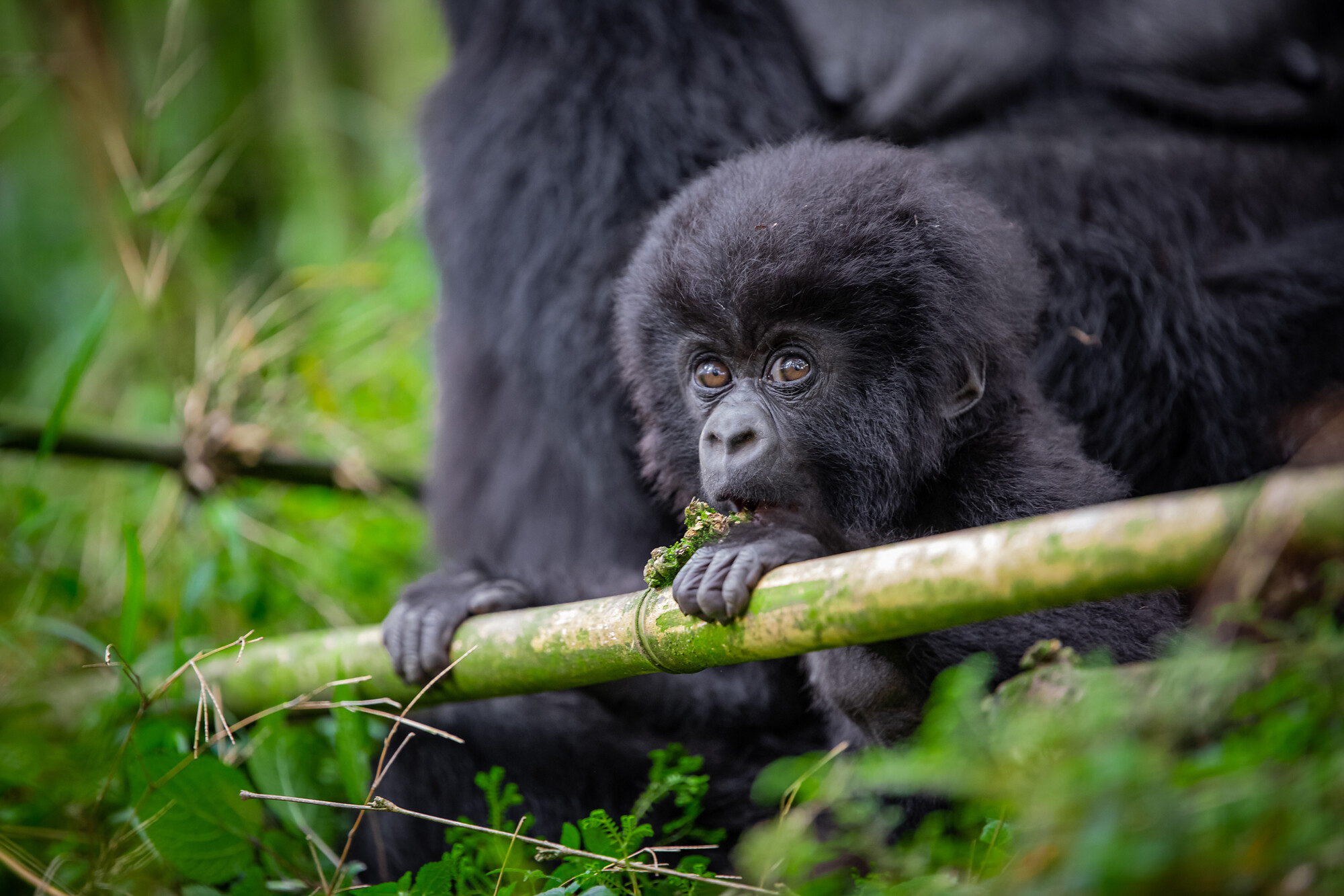 Impanda (Photo Credit: Visit Rwanda)