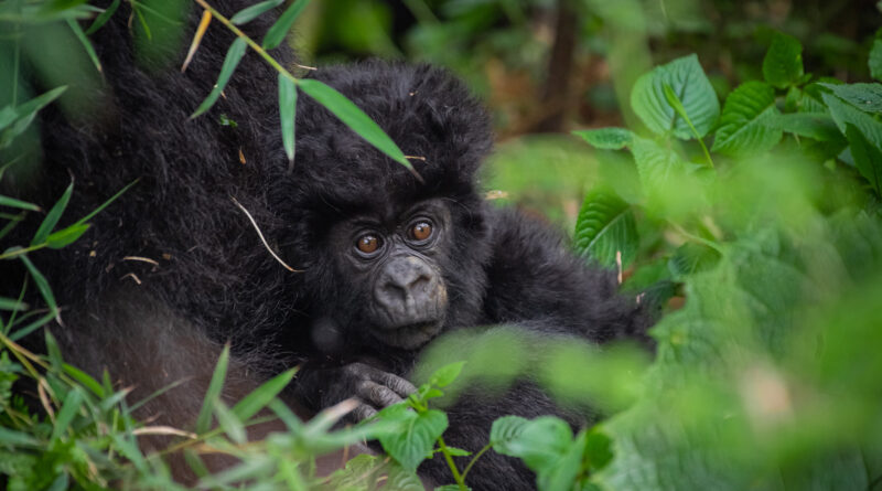 Ubwuzuzanye (Photo Credit: Visit Rwanda)