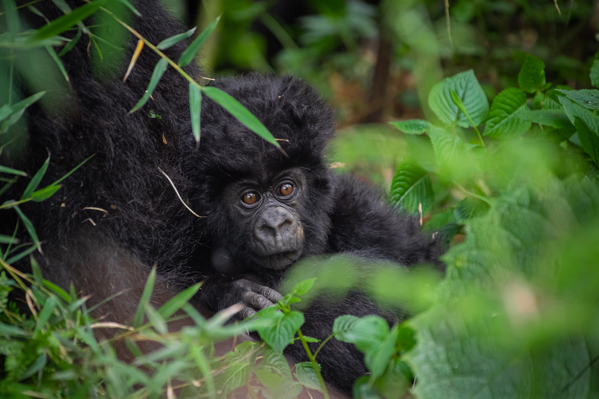 King Charles III Names Baby Gorilla for Kwita Izina Ceremony in Rwanda