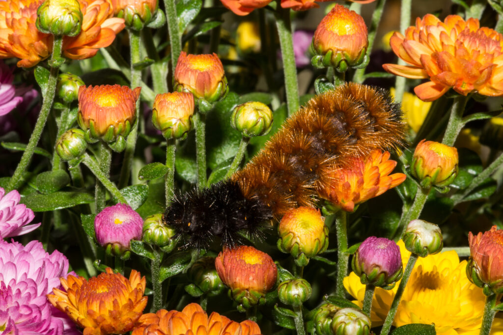 Woolly Worm or Woolly Bear Caterpillar (Photo Credit: Jay Ondreicka / Shutterstock)