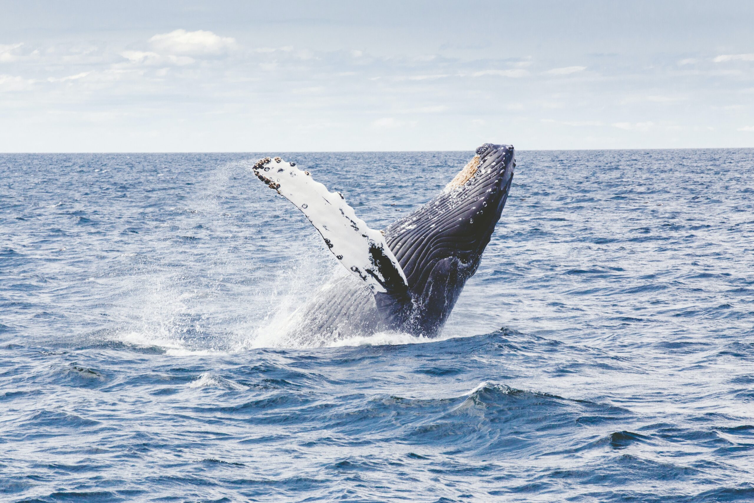 Whale breaching water near Ptown (Photo Credit: Thomas Kelley on Unsplash)