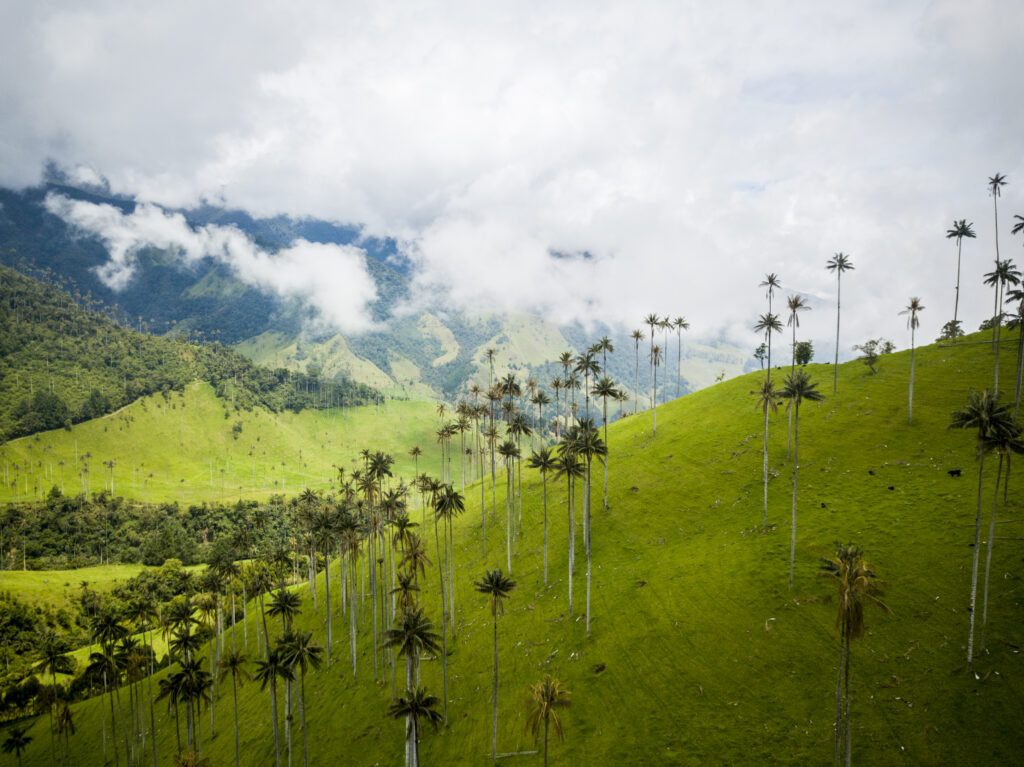 Cocora Valley in Coffee Cultural Landscape (Photo Credit: ProColombia)