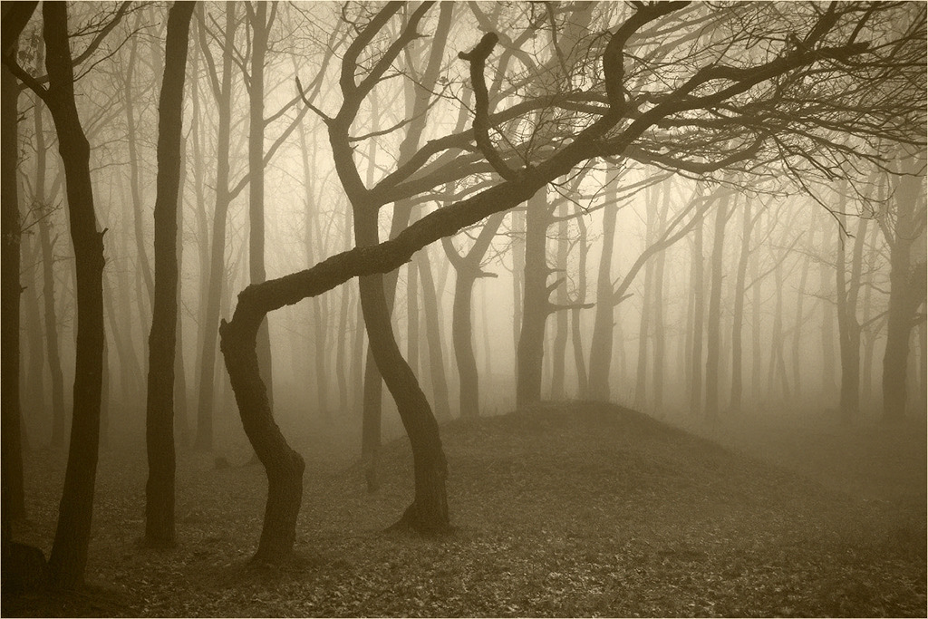 Hoia-Baciu Forest in Romania