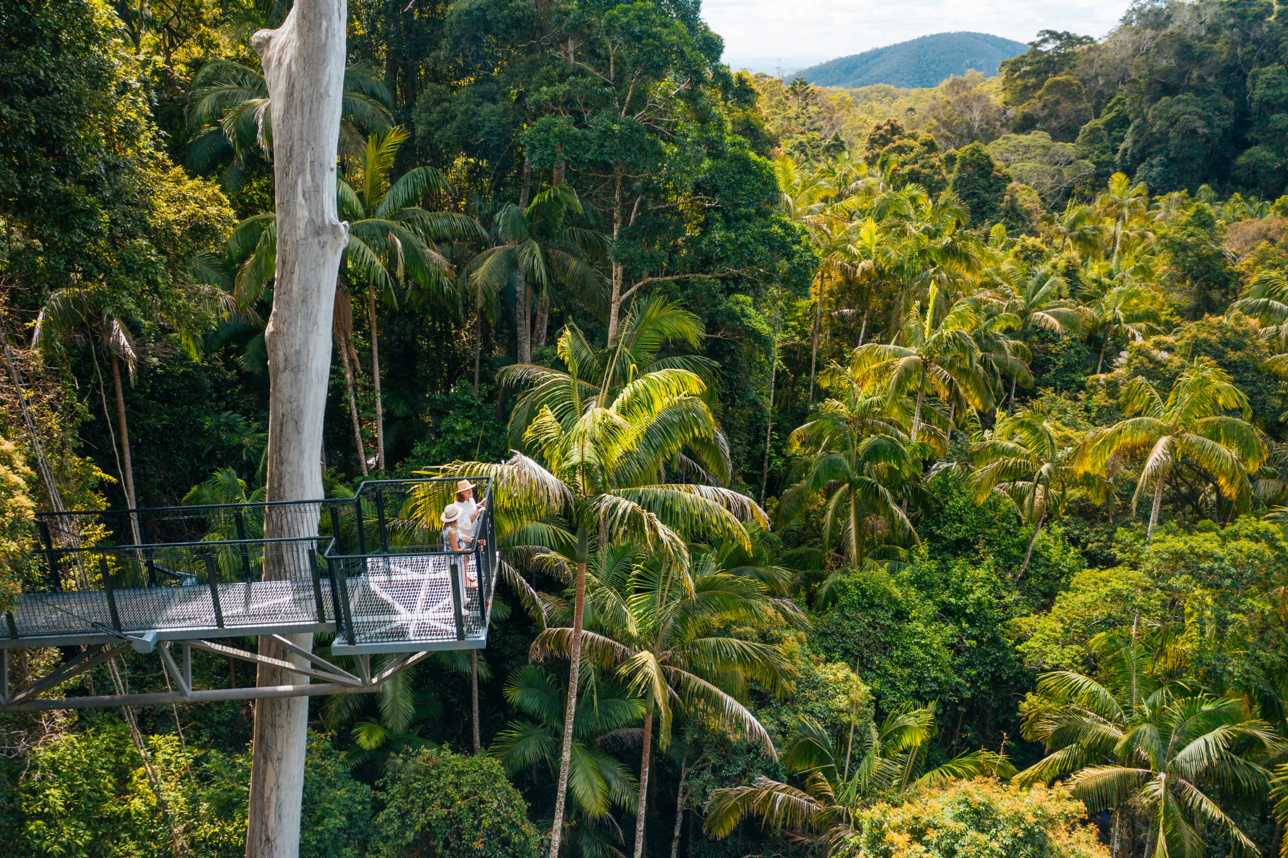 Mount Tamborine Rainforest Skywalk (Photo Credit: Tourism and Events Queensland)