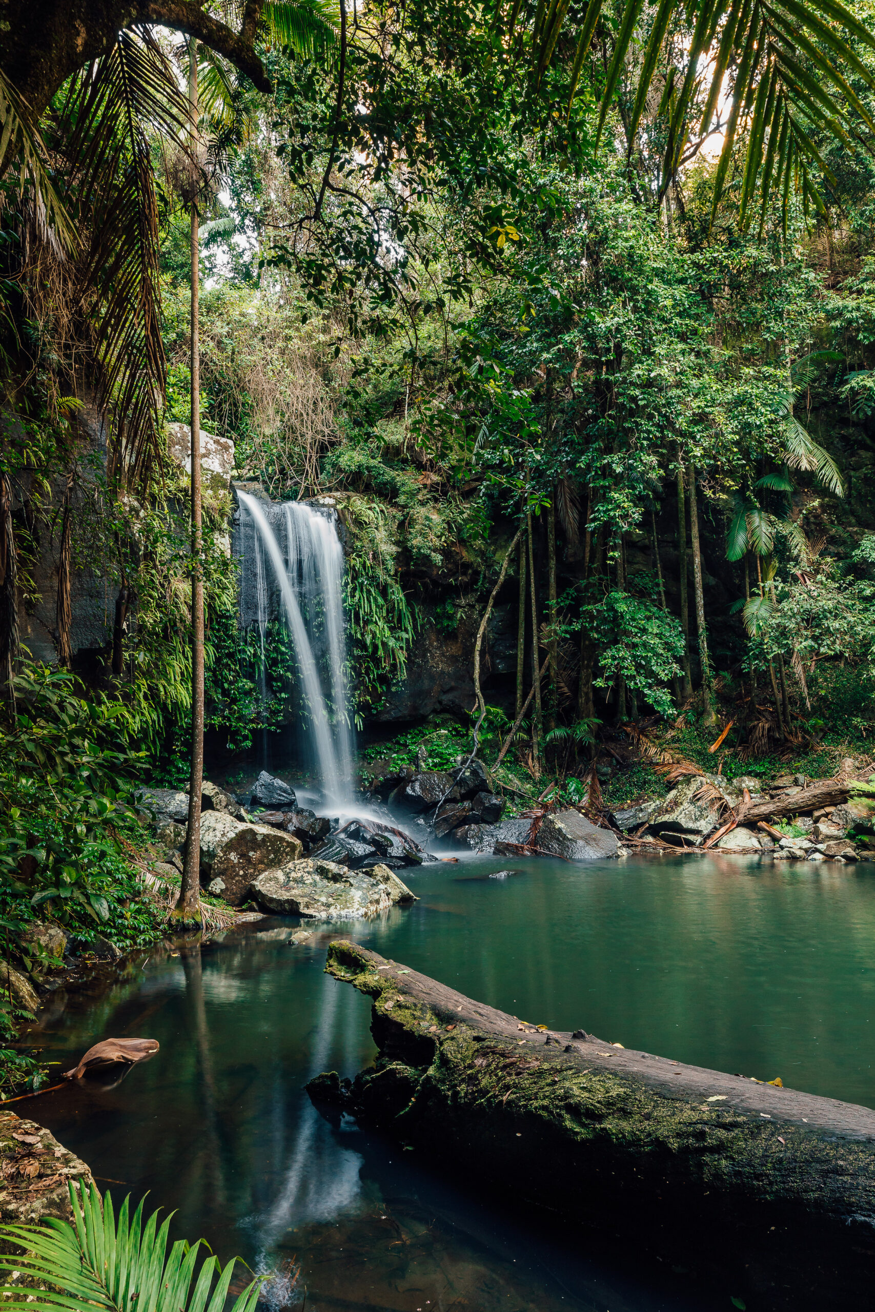 Curtis Falls at Tamborine Mountain (Photo Credit: Tourism and Events Queensland)