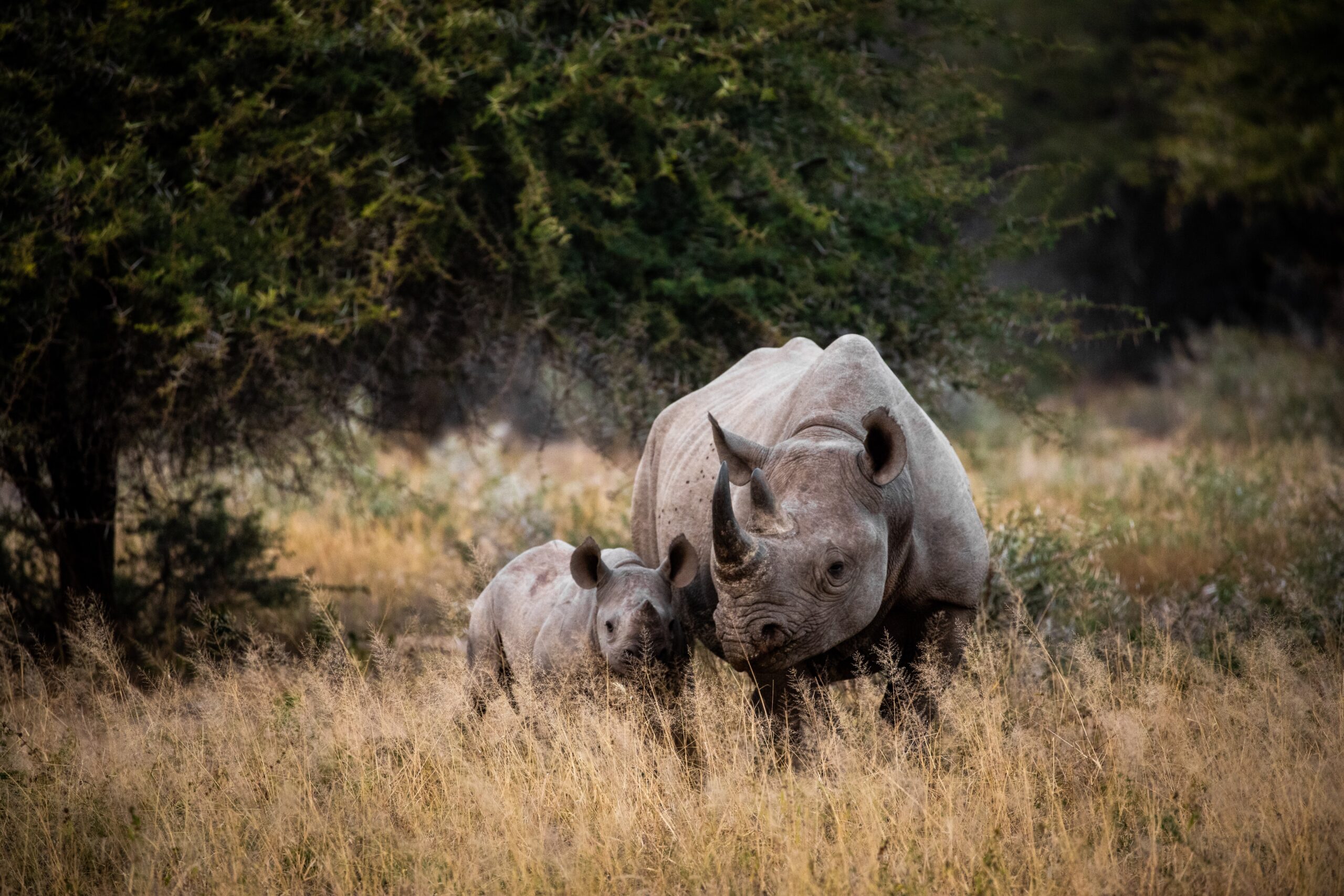 Kruger National Park (Photo Credit: Cape Town (Photo Credit: Andrew Liu on Unsplash)