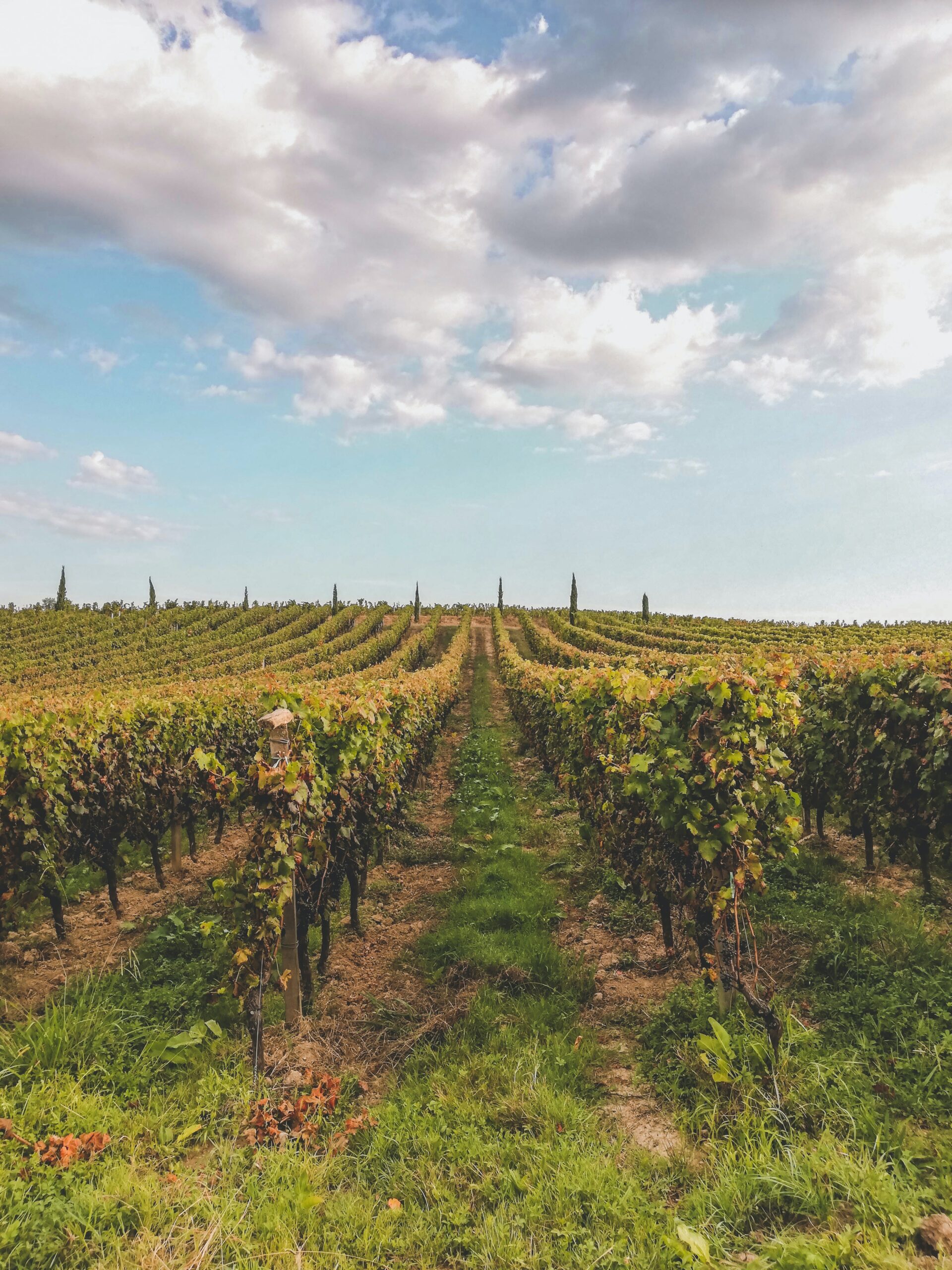 Bordeaux (Photo Credit: Árpád Czapp on Unsplash)