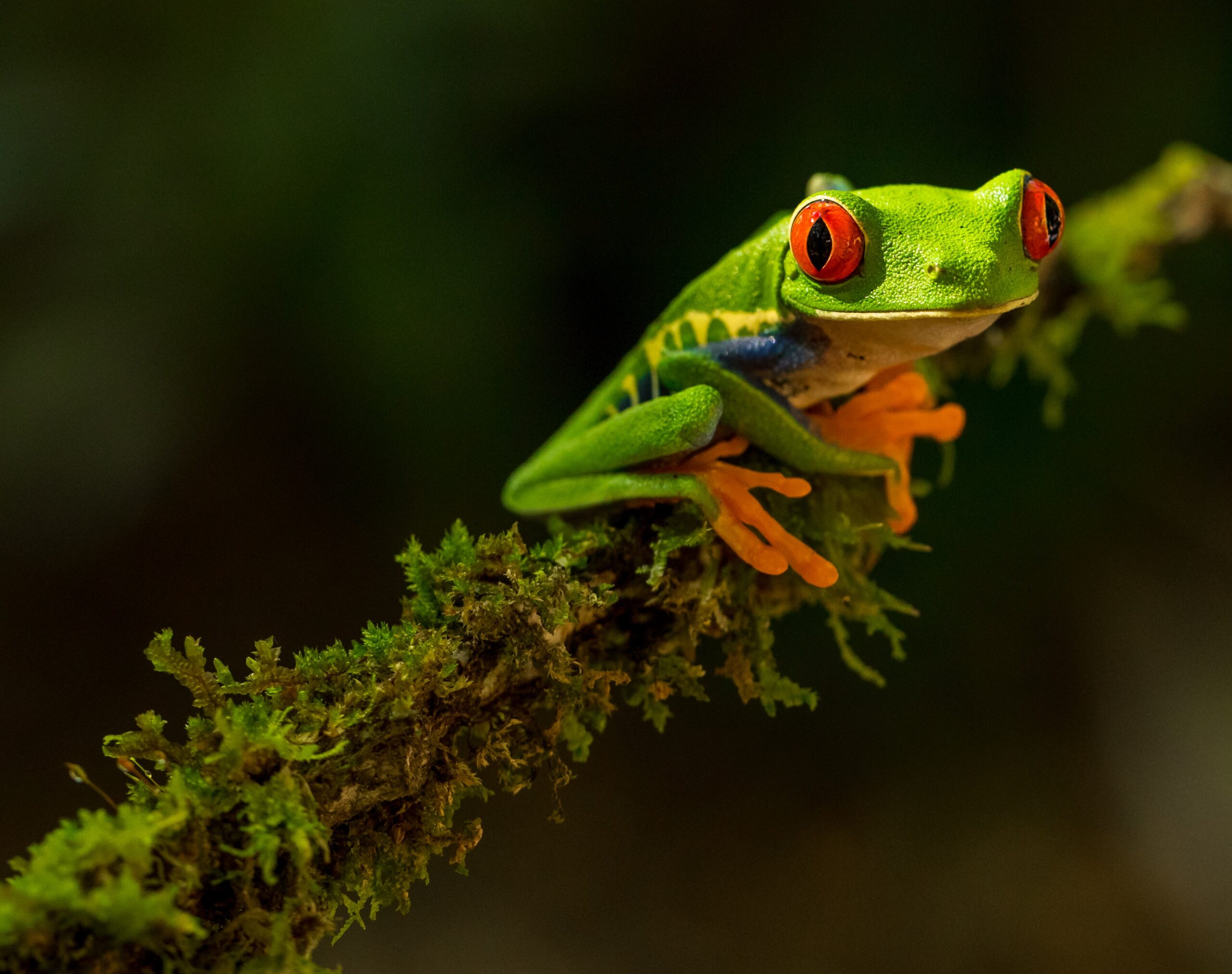 Red-eye tree frog in Costa Rica (Photo Credit:  Zdeněk Macháček on Unsplash)