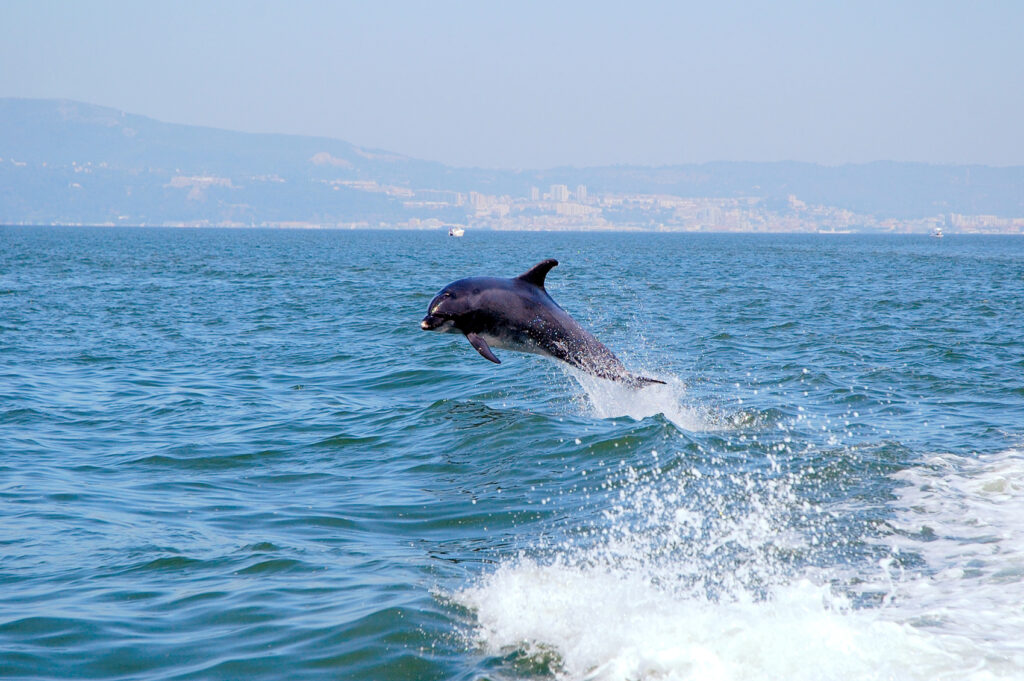 Dolphin in Lisbon (Photo Credit: ©Turismo-De-Lisboa)