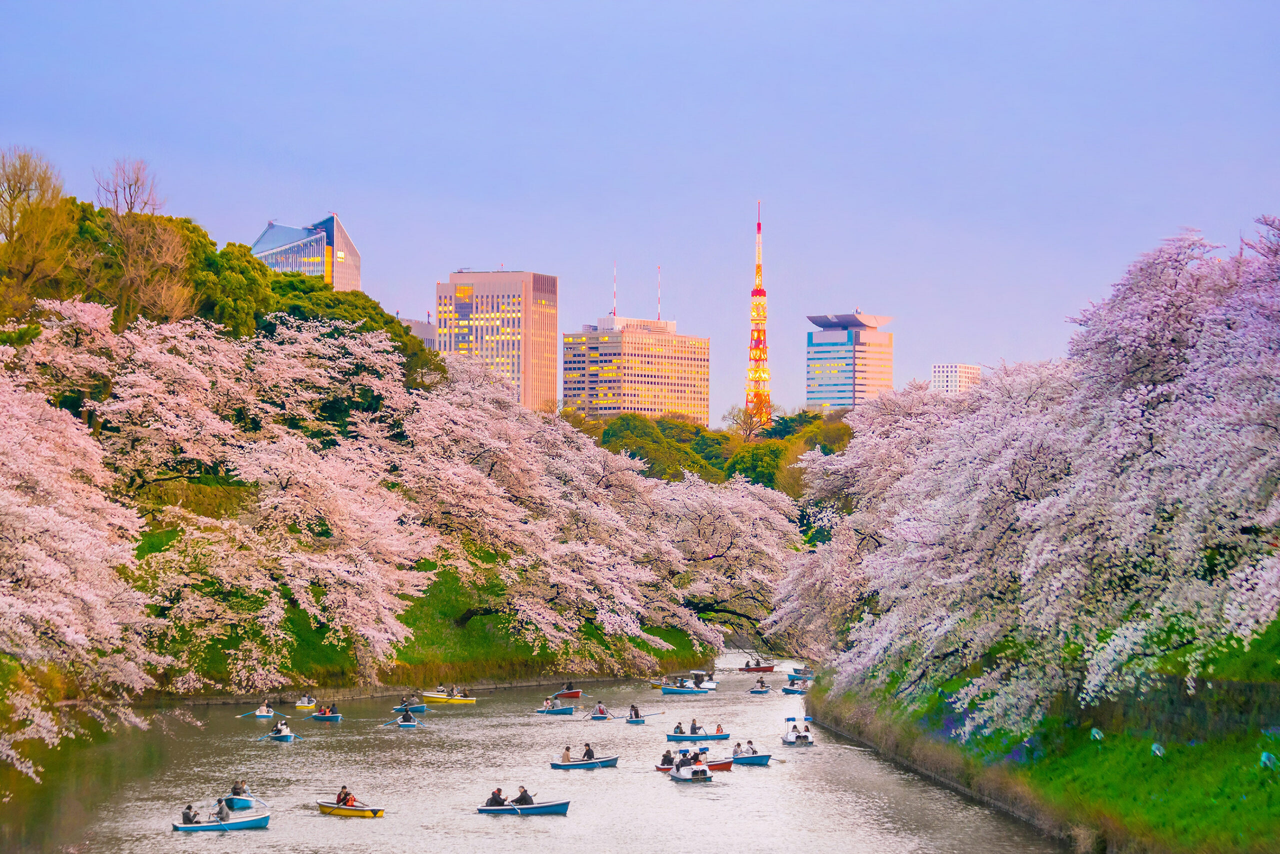 Travelers are eager to see the cherry blossoms of Tokyo – flight searches are up 55% this spring. (Photo courtesy of Expedia)