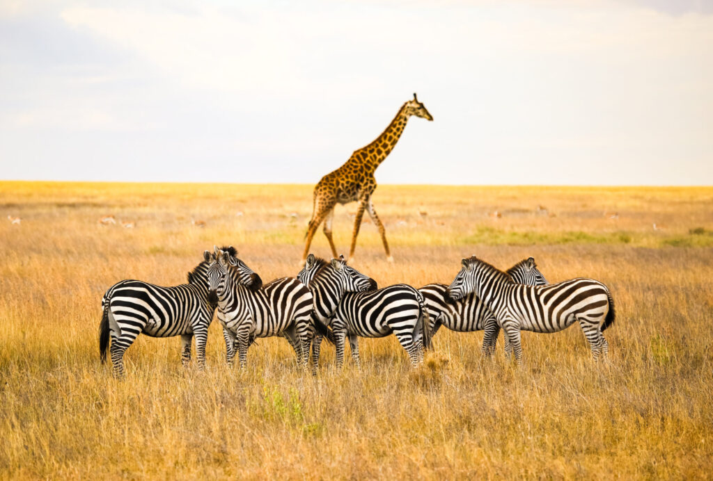 Serengeti National Park, Tanzania (Photo Credit: Vaganundo_Che / Shutterstock)