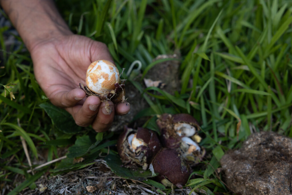 Forager Jorge Ferneiro gathers fresh ingredients for the meal Chefs Kirsten Kish and Gisela Schmitt will cook at the Sem Pressa restaurant in Paraty, Brazil. (Photo Credit: National Geographic for Disney/Autumn Sonnichsen)