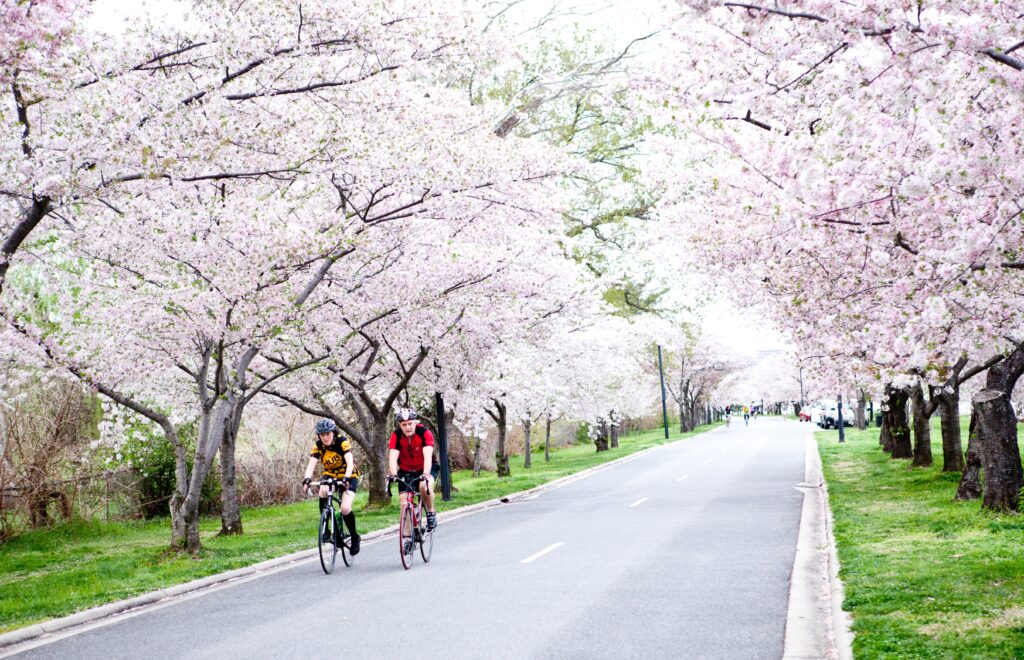 Cherry Blossom Season in Washington, DC (Photo Credit: Amelia Cui on Unsplash)