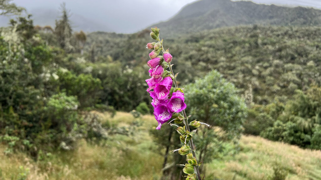 A foxglove provides a pop of color on the misty landscape in Chingaza National Park. (Photo Credit: Paul J. Heney)